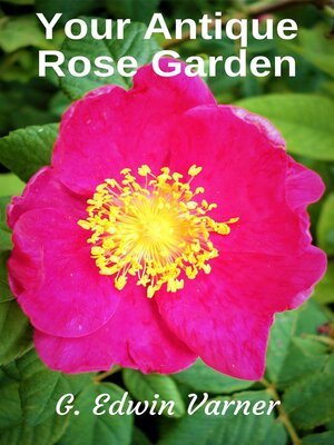 cover image of Your Antique Rose Garden
